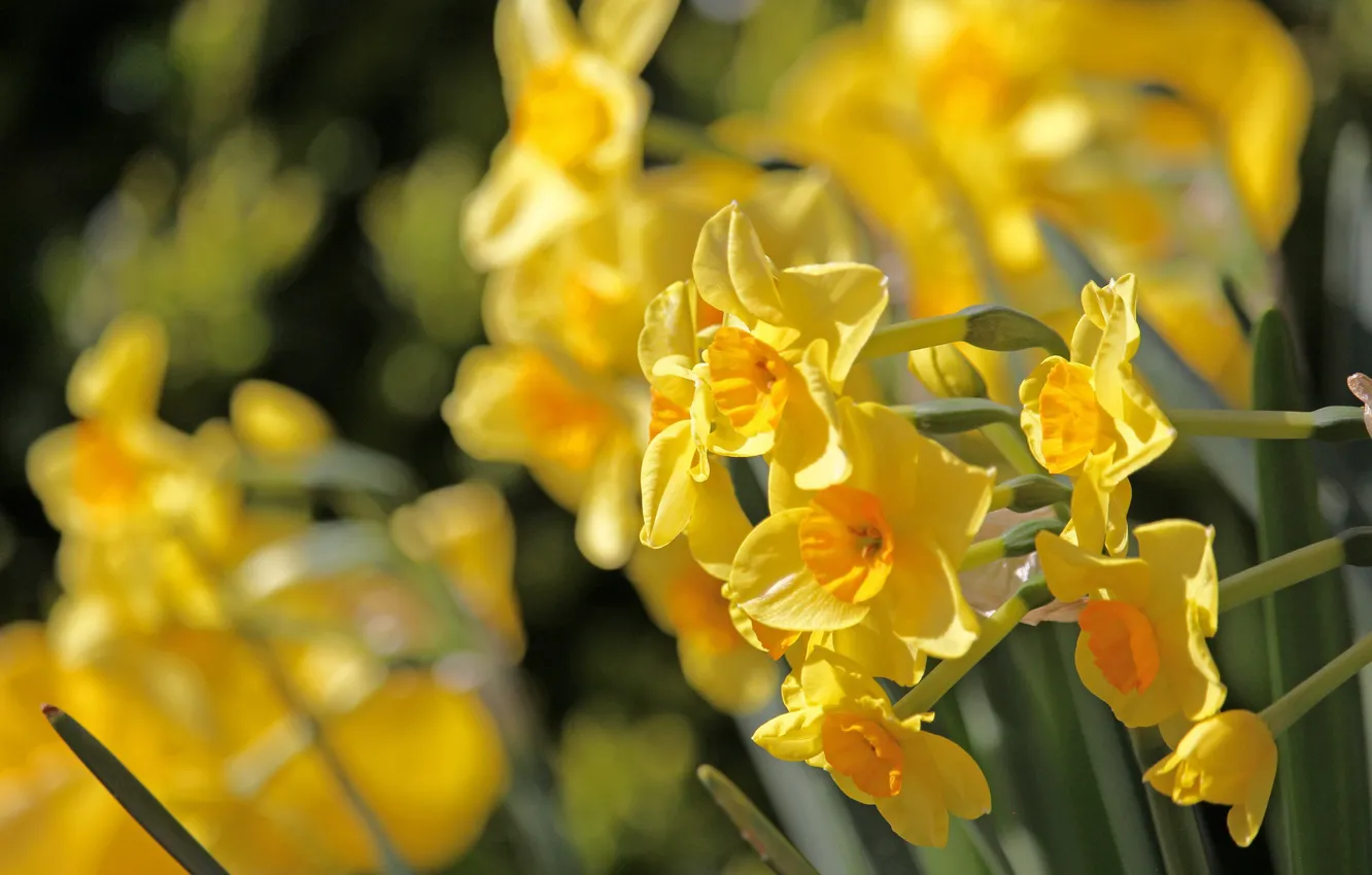 Photo wallpaper yellow, spring, daffodils, spring flowers, Easter bells