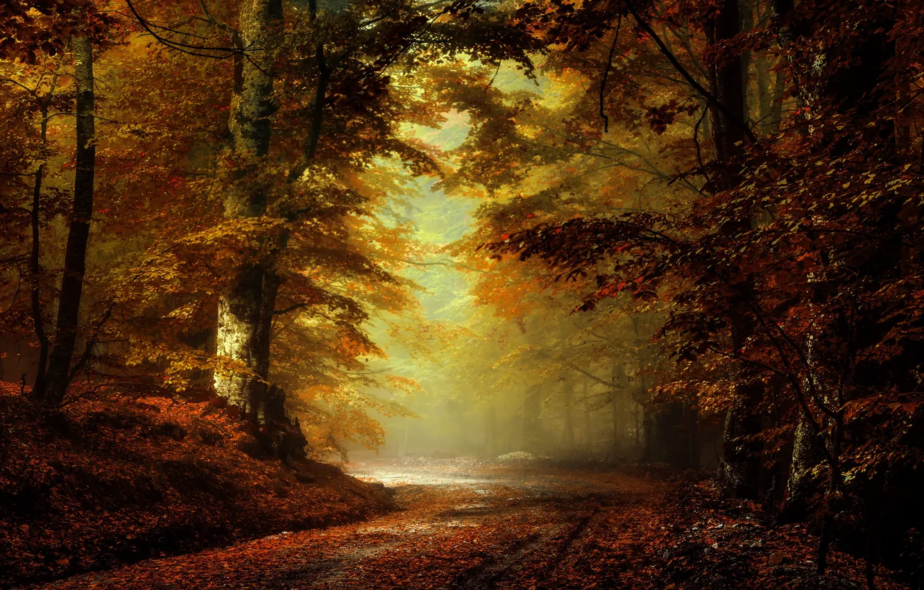 Photo wallpaper road, autumn, forest, branches, fog, Park, alley, falling leaves
