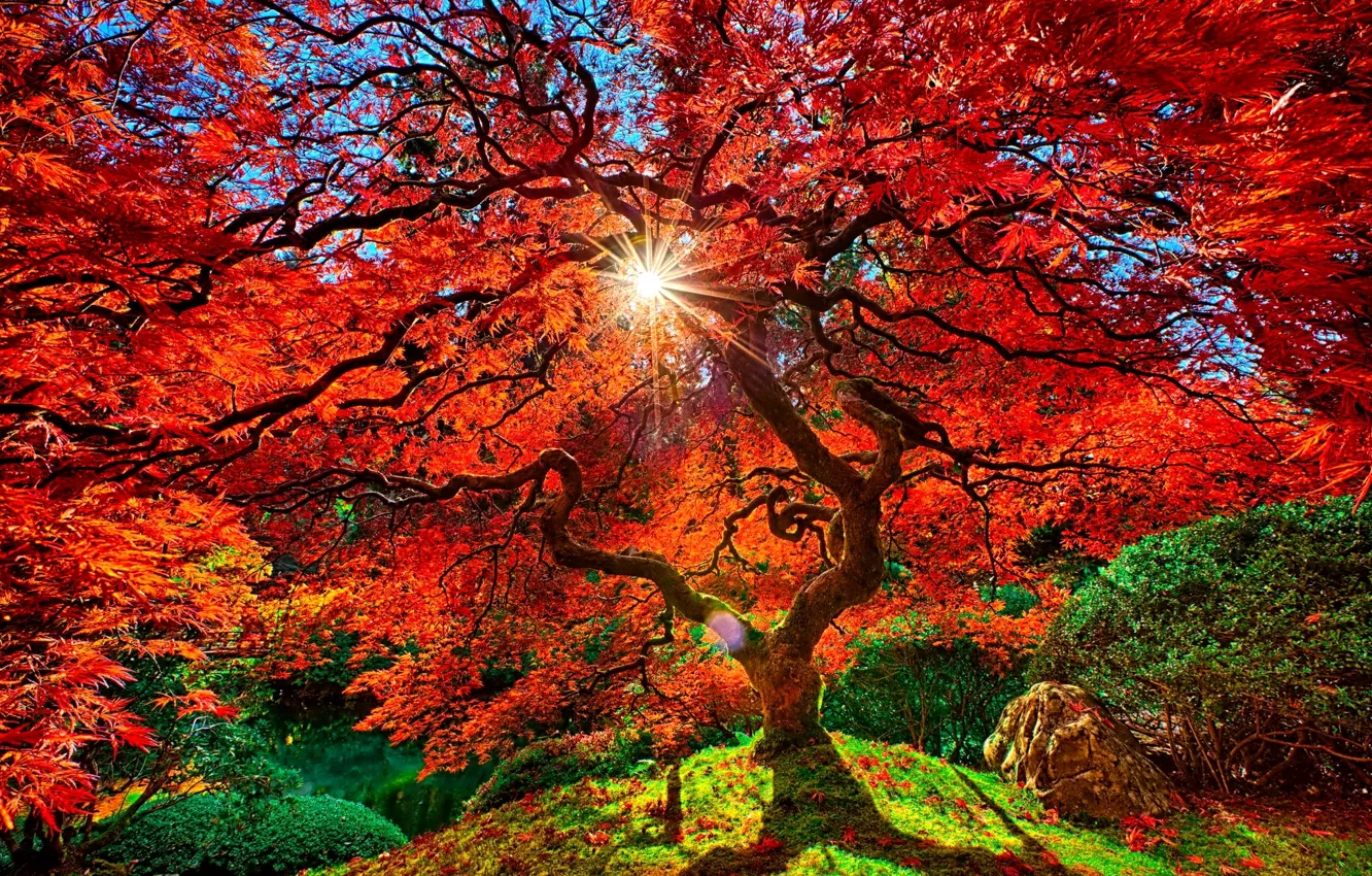 Photo wallpaper the sky, leaves, the sun, trees, branches, Park
