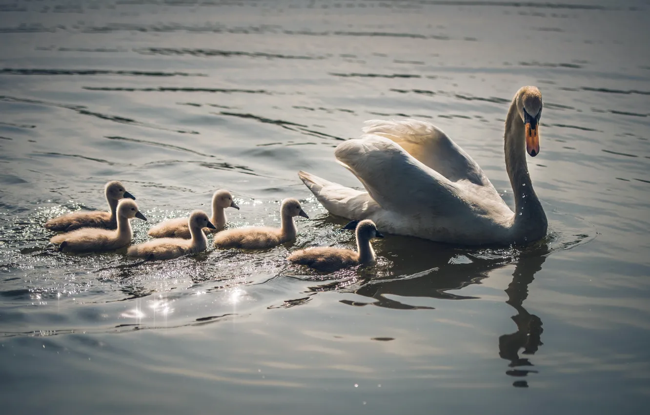 Photo wallpaper birds, nature, swans