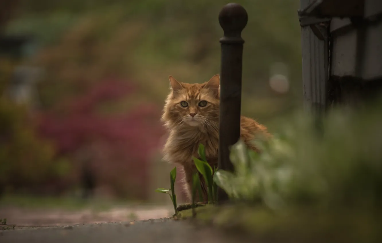 Photo wallpaper cat, look, bokeh, red cat