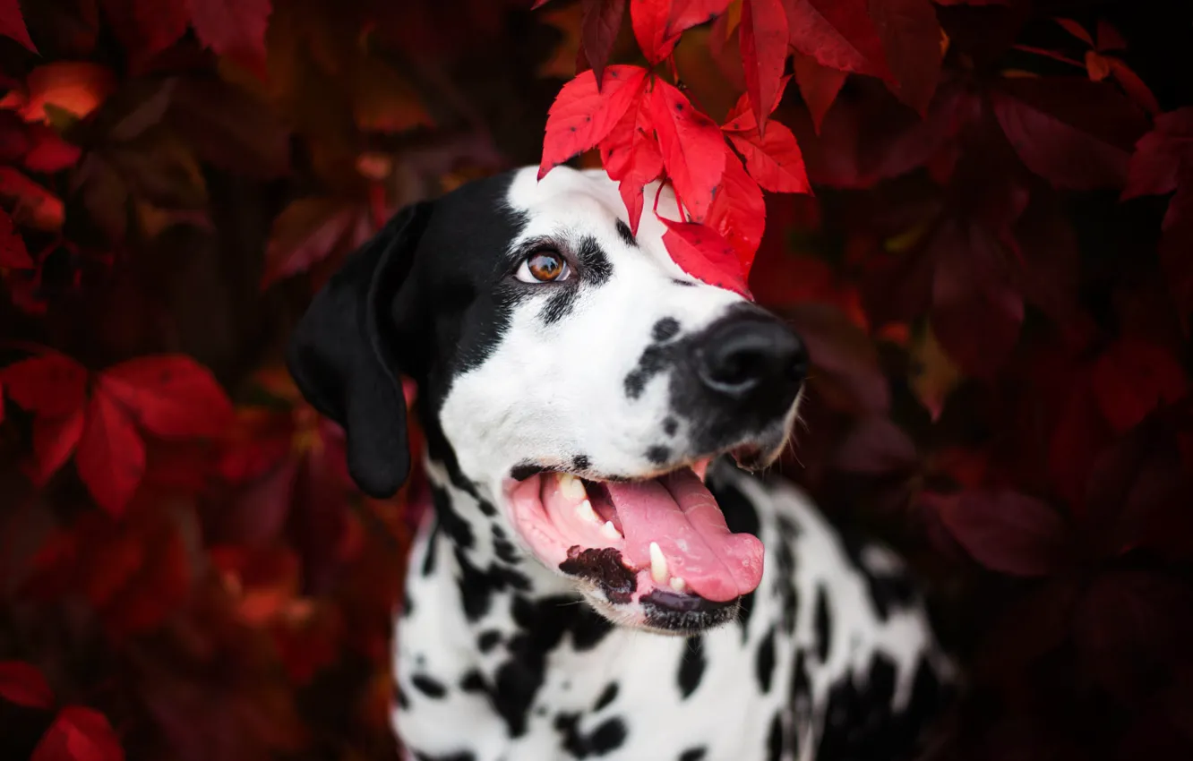 Photo wallpaper dog, Dalmatians, Autumn leaf