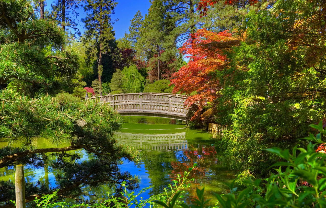 Photo wallpaper greens, the sun, trees, bridge, pond, Park, Washington, USA