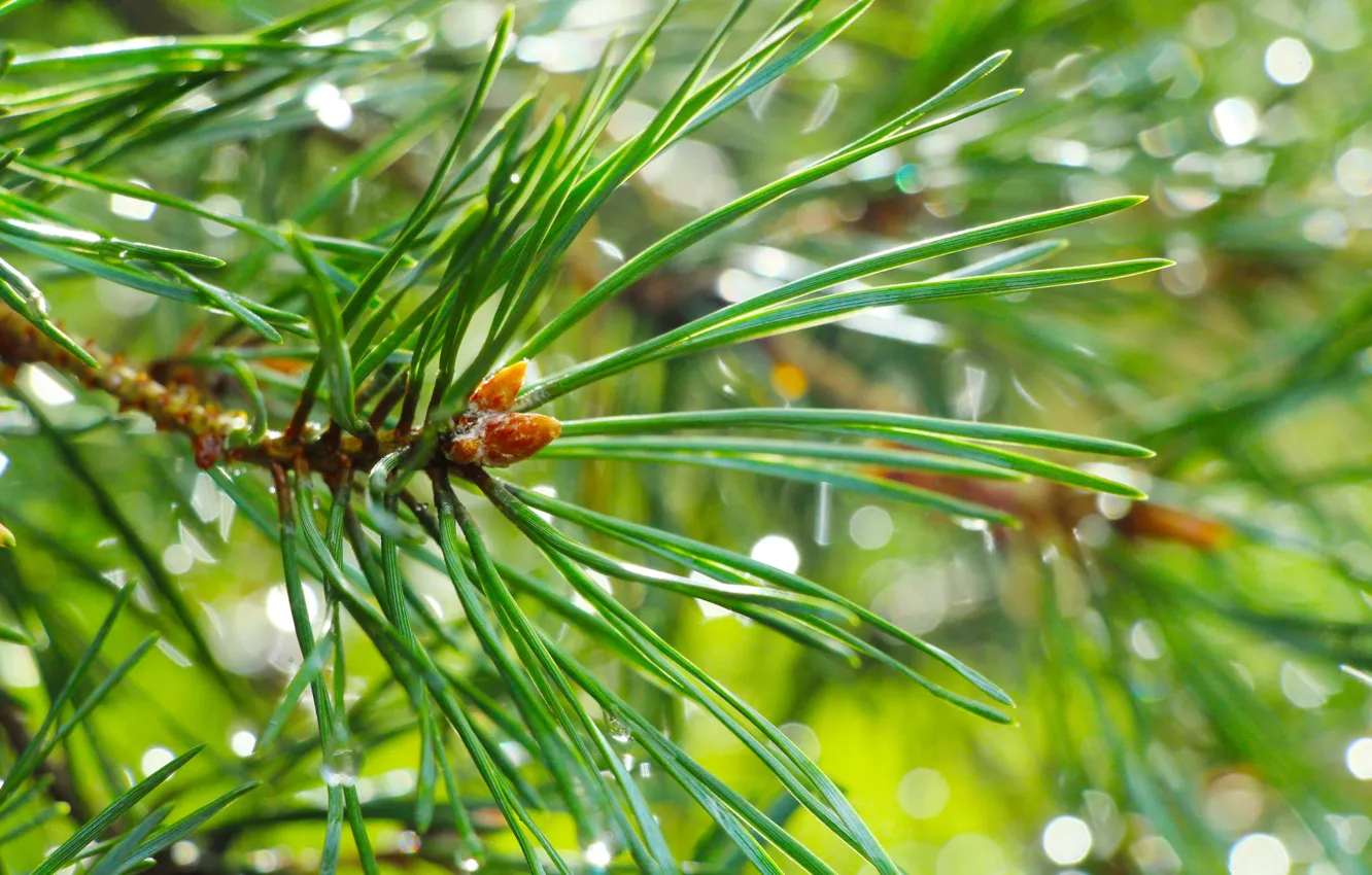 Photo wallpaper green, pine, twig