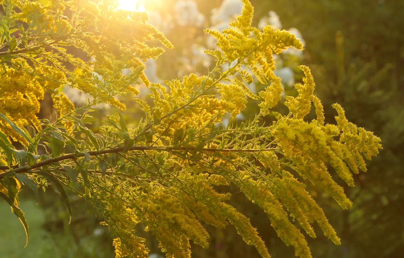 Photo wallpaper yellow, sun, twig