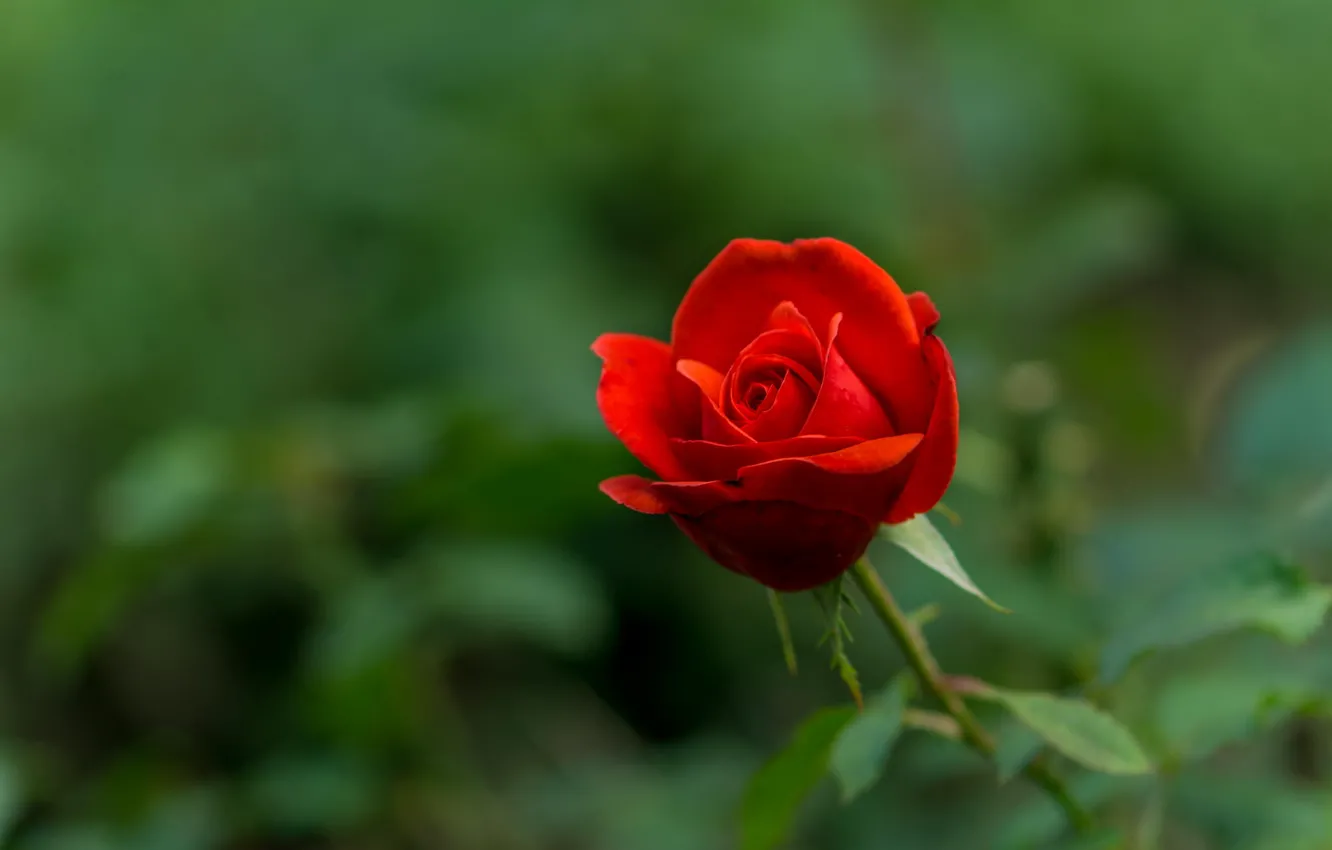 Photo wallpaper roses, blur, scarlet