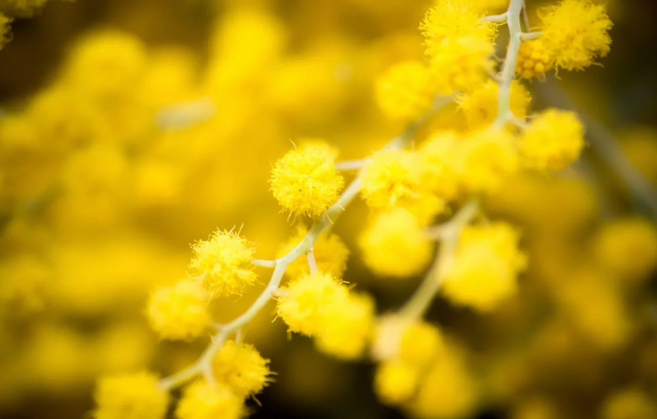 Photo wallpaper macro, flowers, nature, yellow flowers, Mimosa