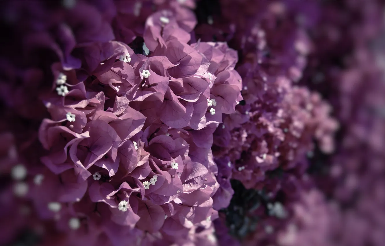 Photo wallpaper purple, macro, flowers, color, purple, lilac, bougainvillea