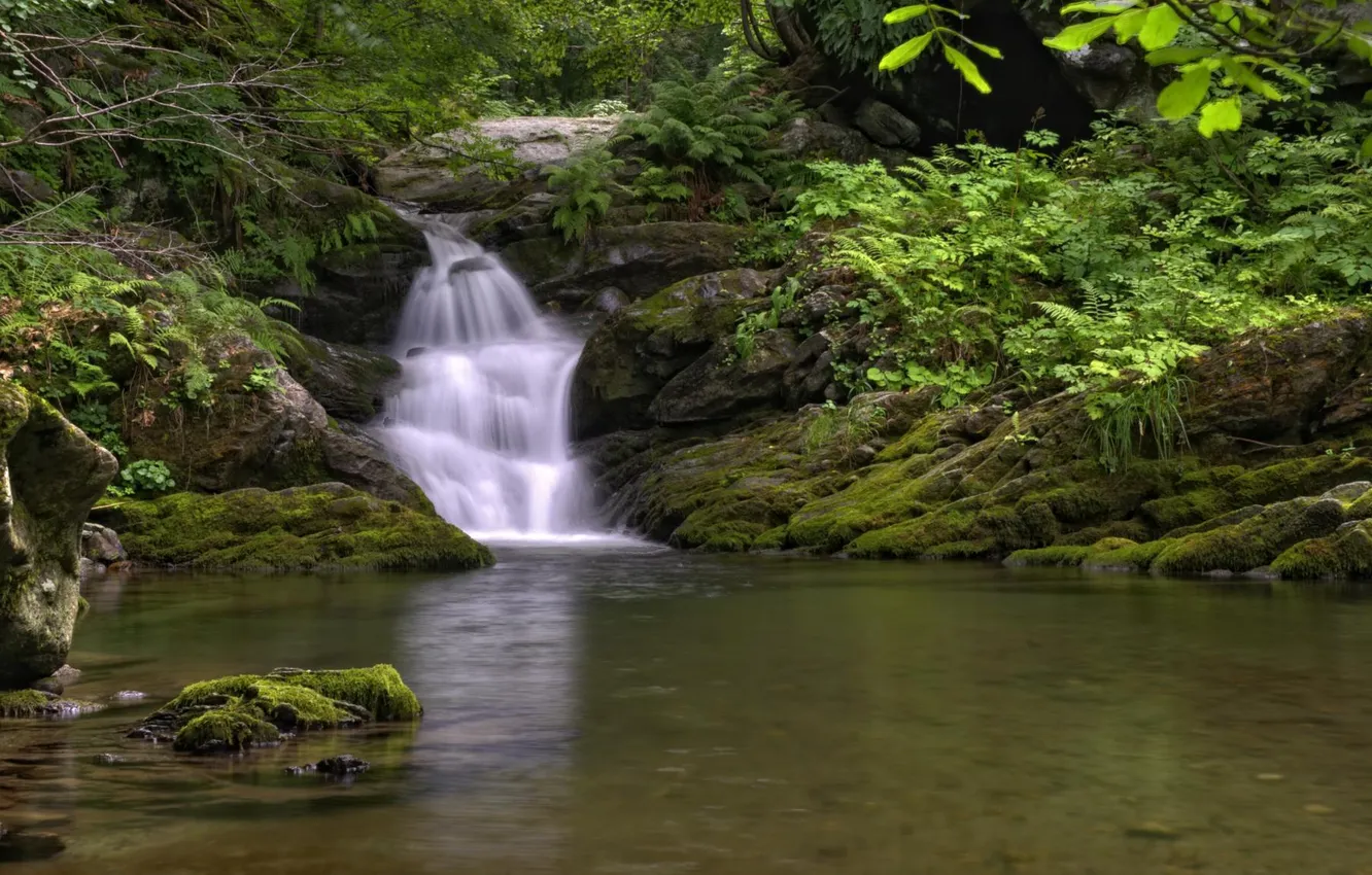 Photo wallpaper forest, stream, waterfall
