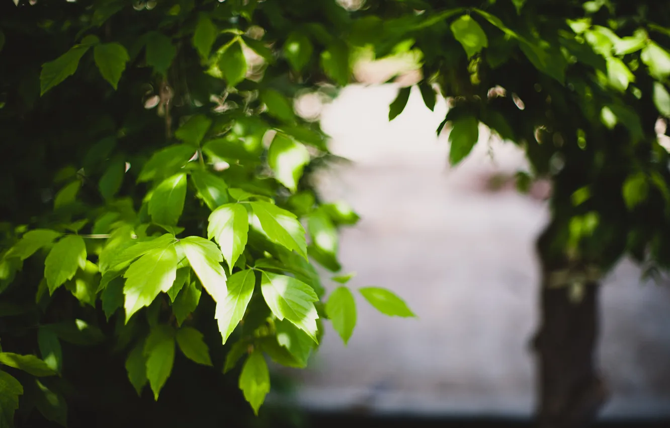 Photo wallpaper leaves, trees, green