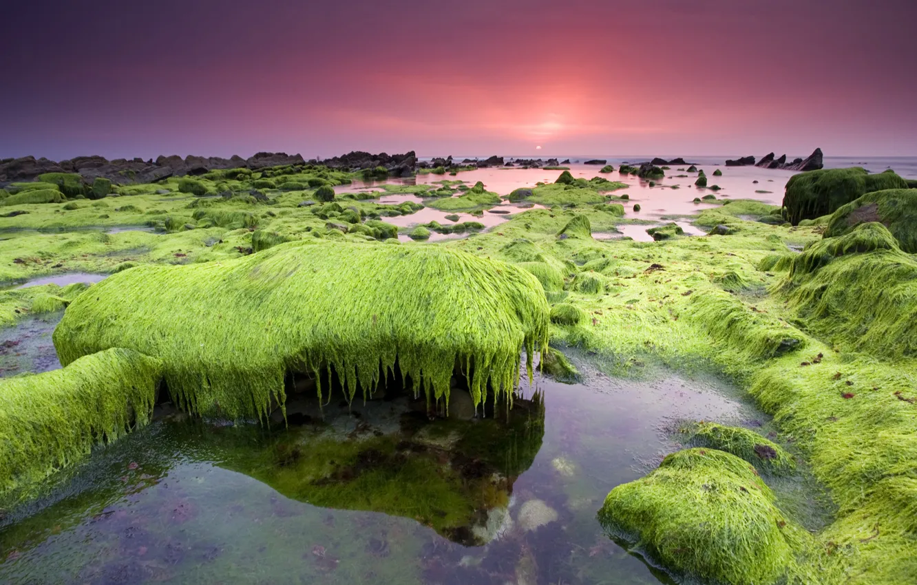 Photo wallpaper sea, the sky, algae