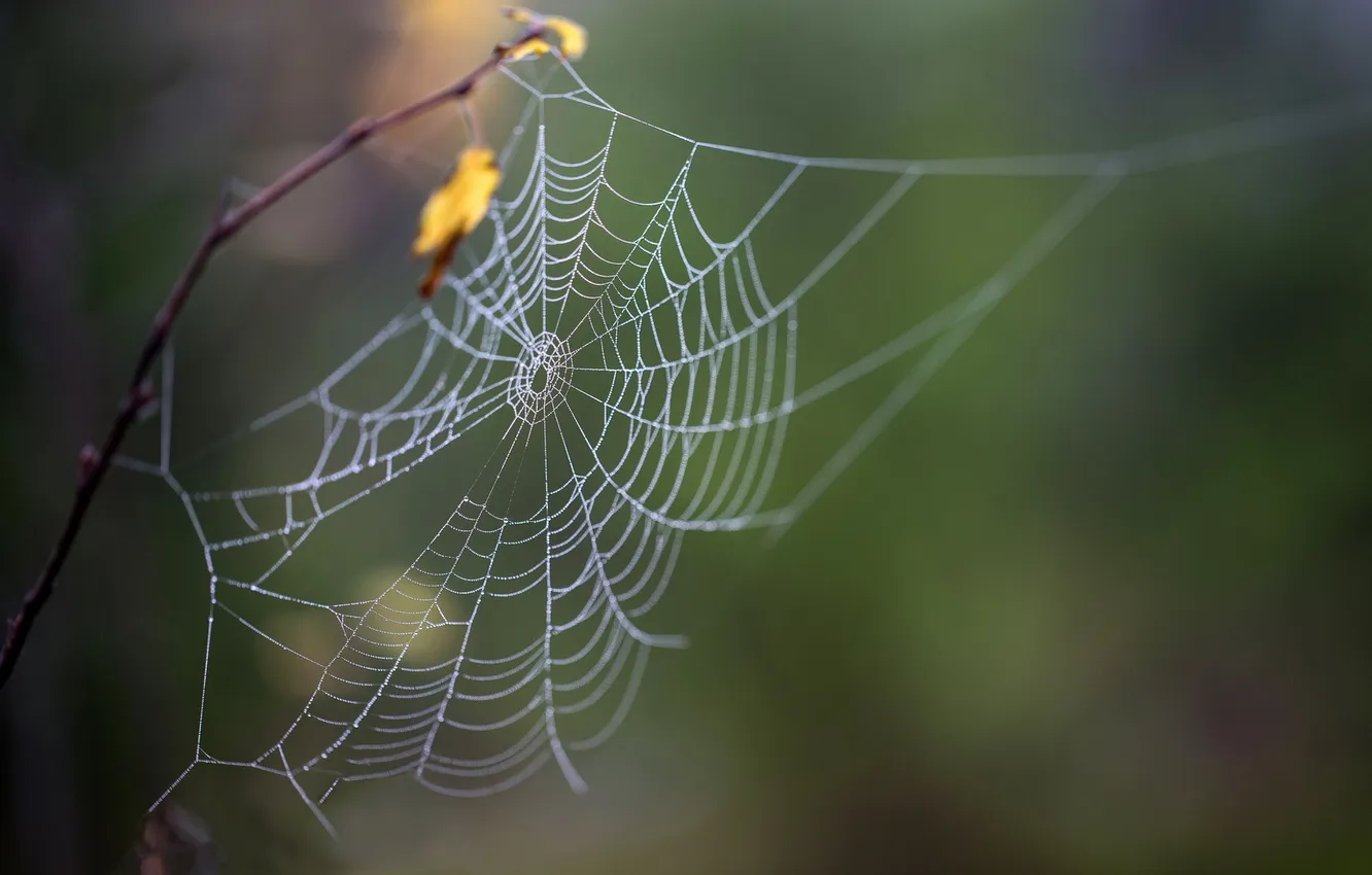 Photo wallpaper nature, background, web