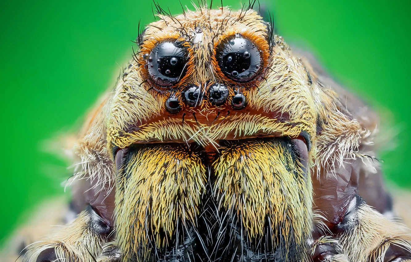 Photo wallpaper eyes, hair, spider burns