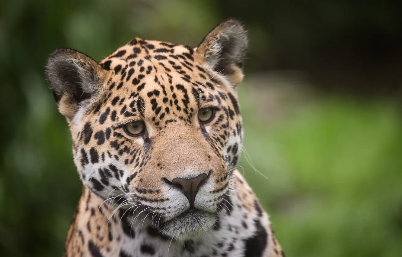 Photo wallpaper cat, look, face, interest, Jaguar