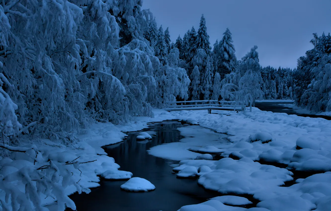 Photo wallpaper winter, forest, snow