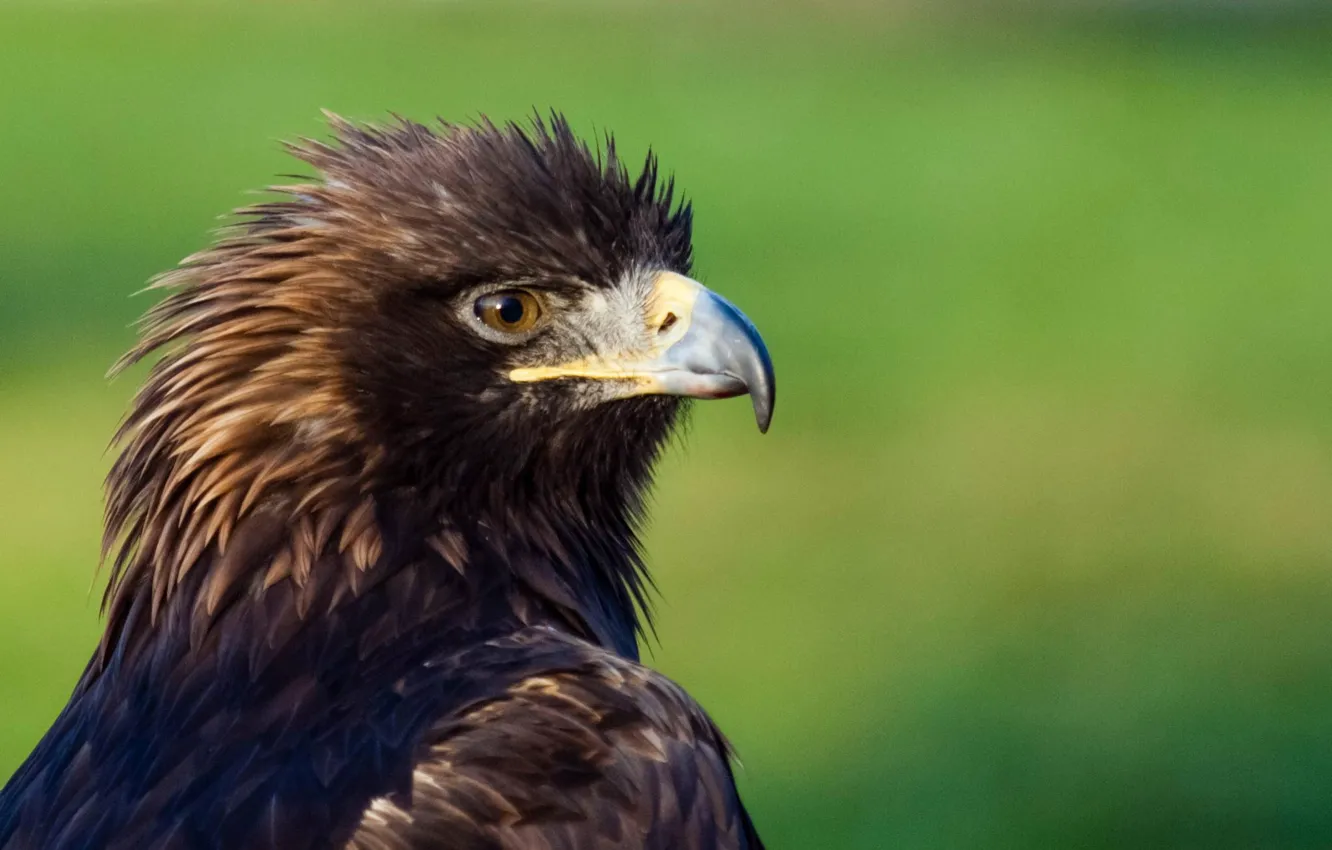 Photo wallpaper bird, predator, beak, eagle