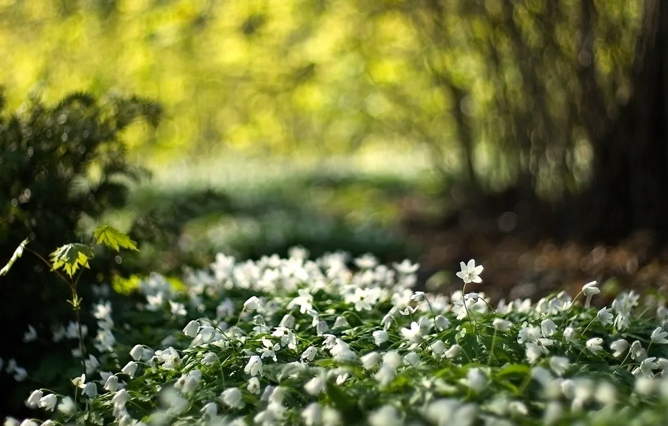 Photo wallpaper light, flowers, nature