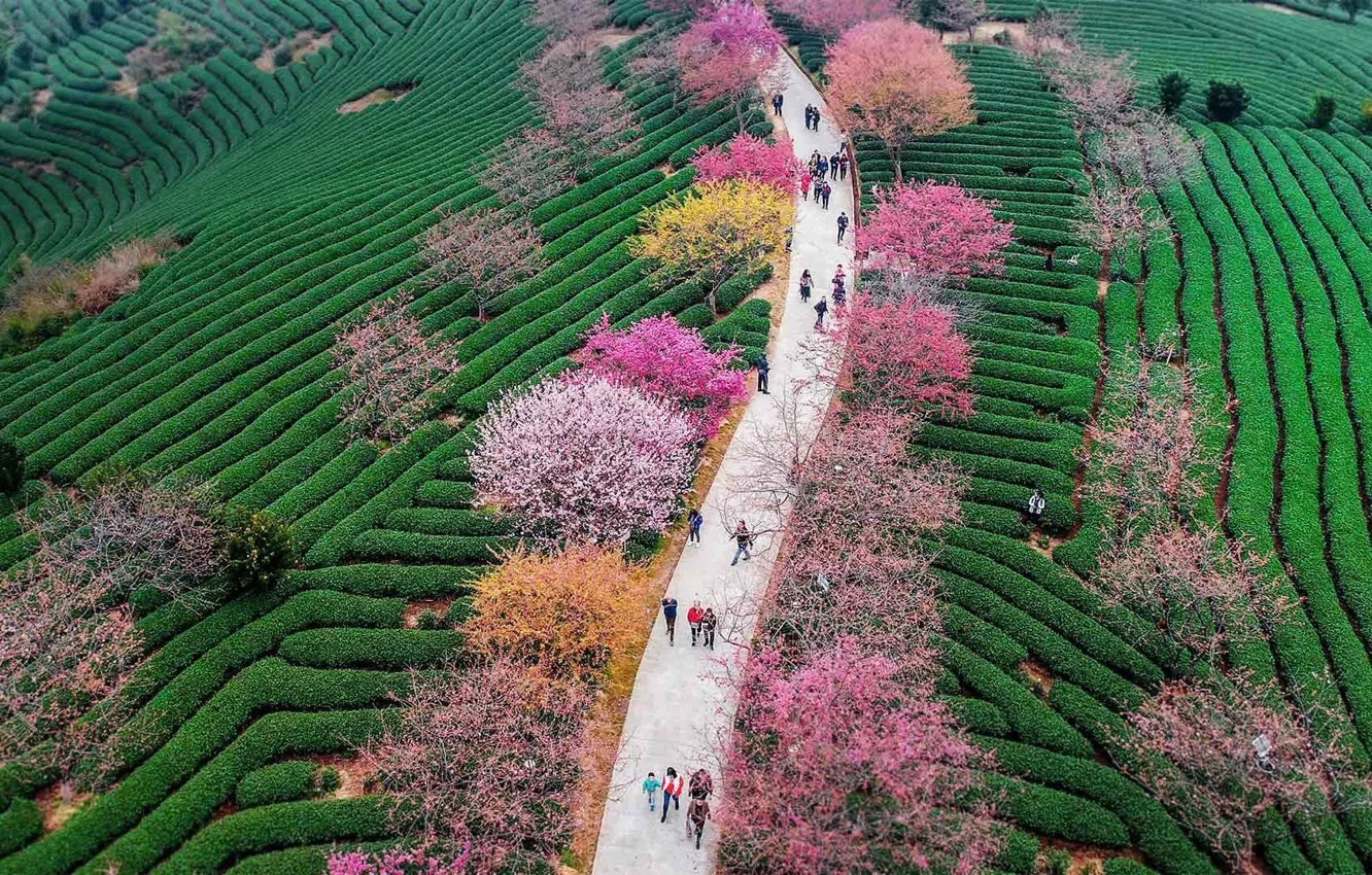 Photo wallpaper cherry, spring, China, flowering, tea plantation, Longyan