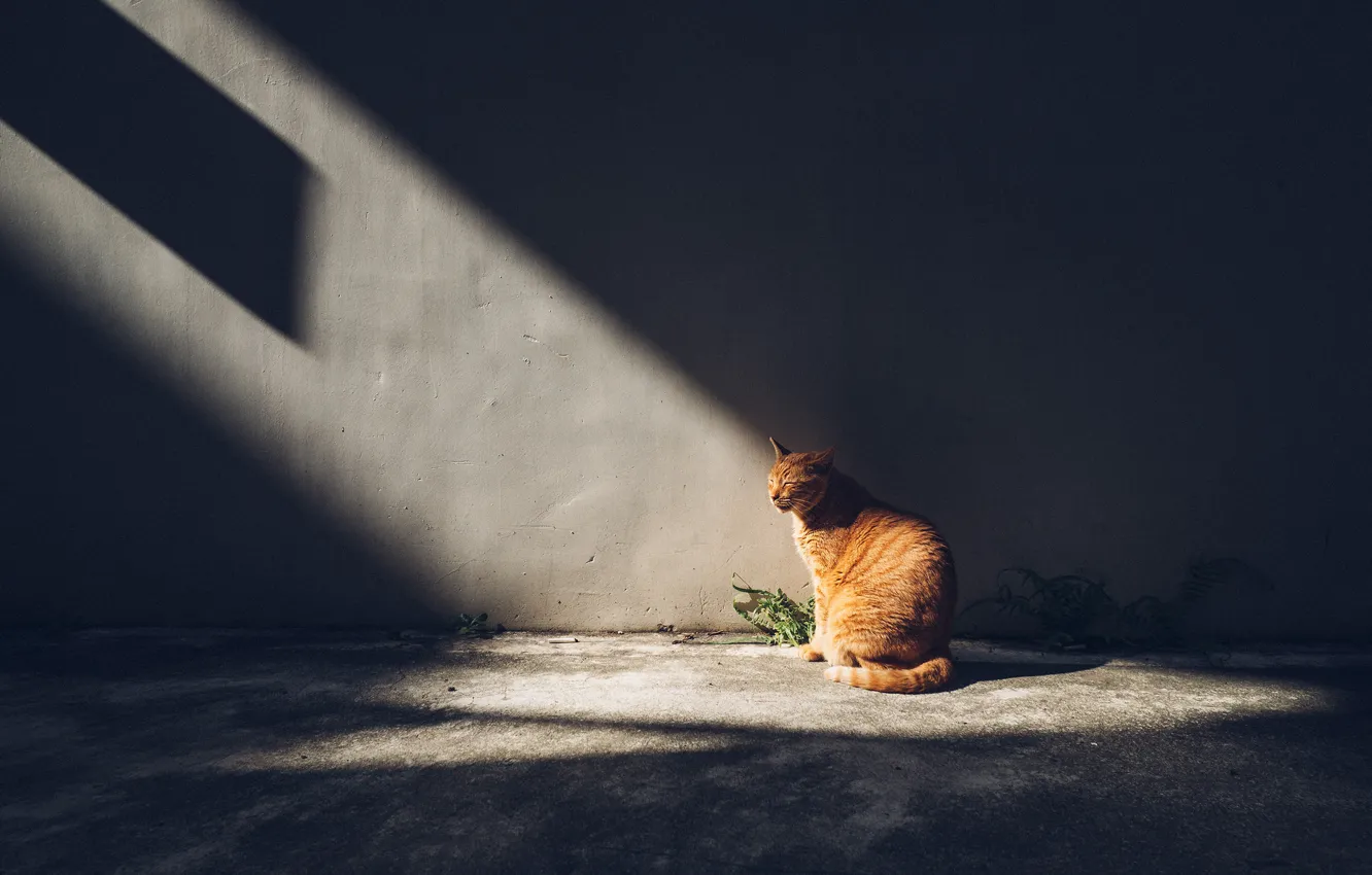 Photo wallpaper cat, cat, rays, light, the dark background, wall, red, sitting