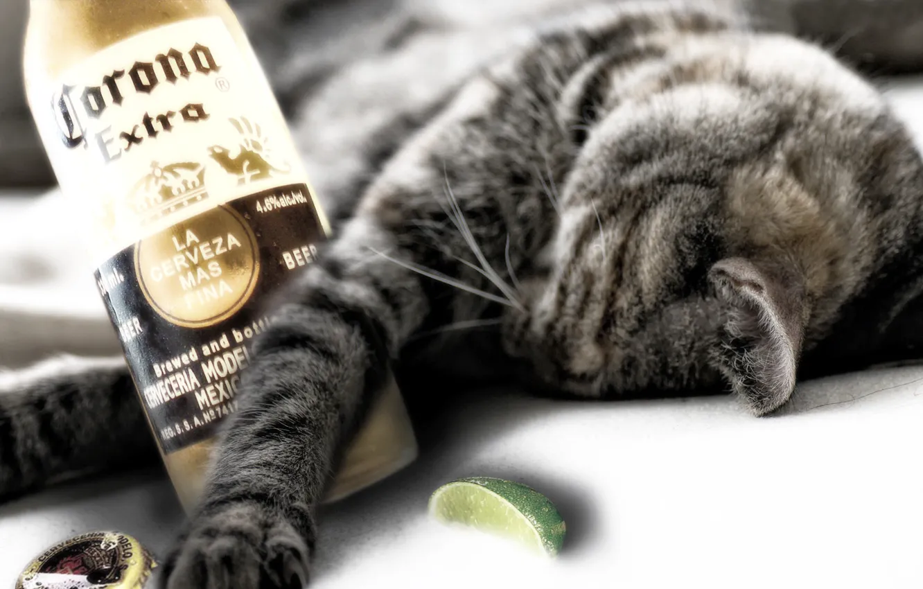 Photo wallpaper cat, bottle, sleeping