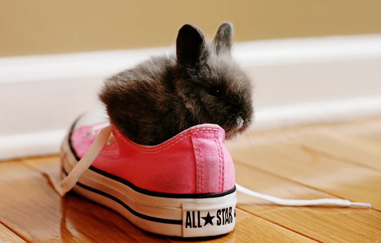 Photo wallpaper RED, RABBIT, SHOES, SNEAKERS, LACES