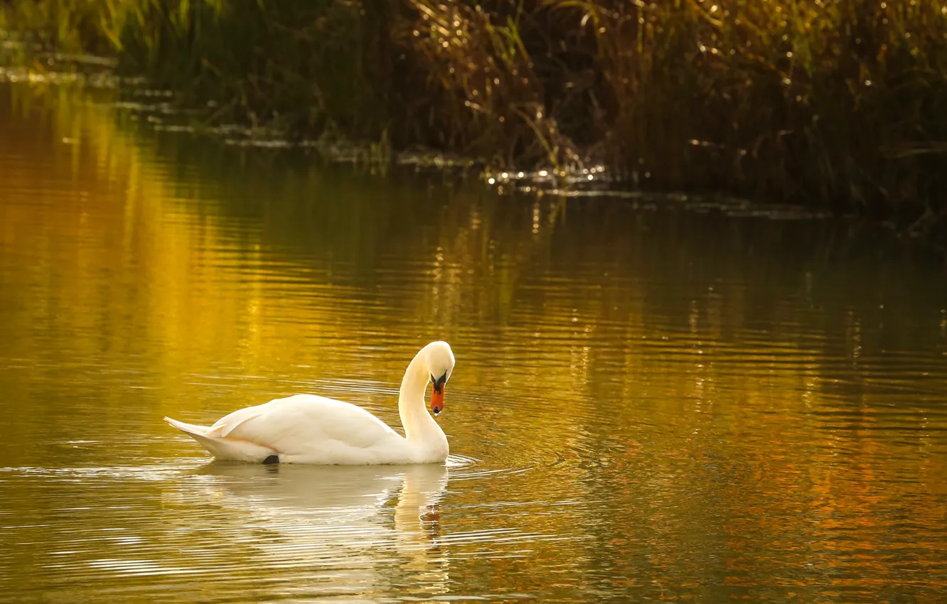 Photo wallpaper white, grass, light, thickets, bird, shore, swans, pond