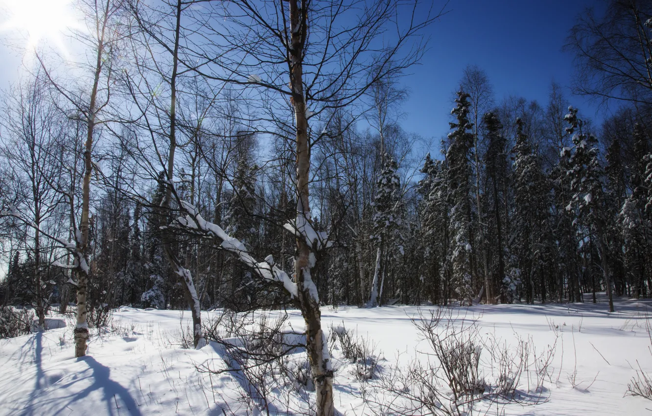 Photo wallpaper winter, forest, the sky, the sun, snow, trees
