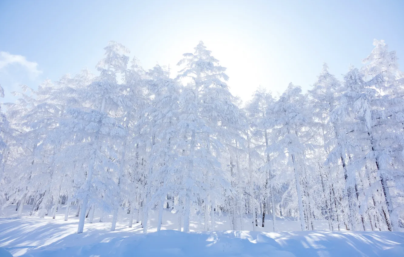 Photo wallpaper winter, forest, the sky, snow, trees, morning