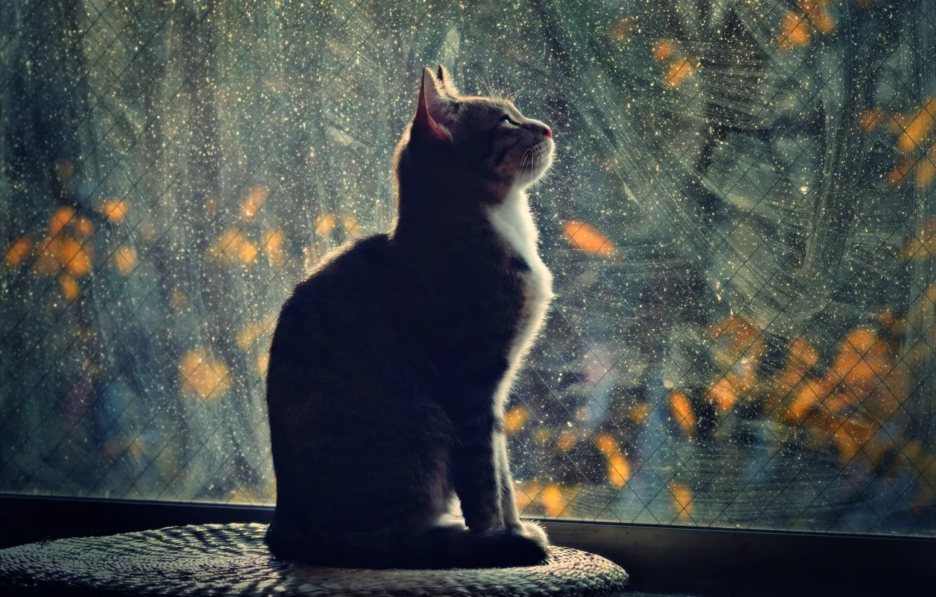 Photo wallpaper cat, light, the evening, window, profile