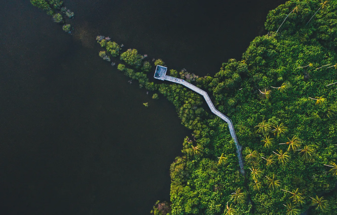 Photo wallpaper forest, trees, landscape, nature, river, plant, the view from the top