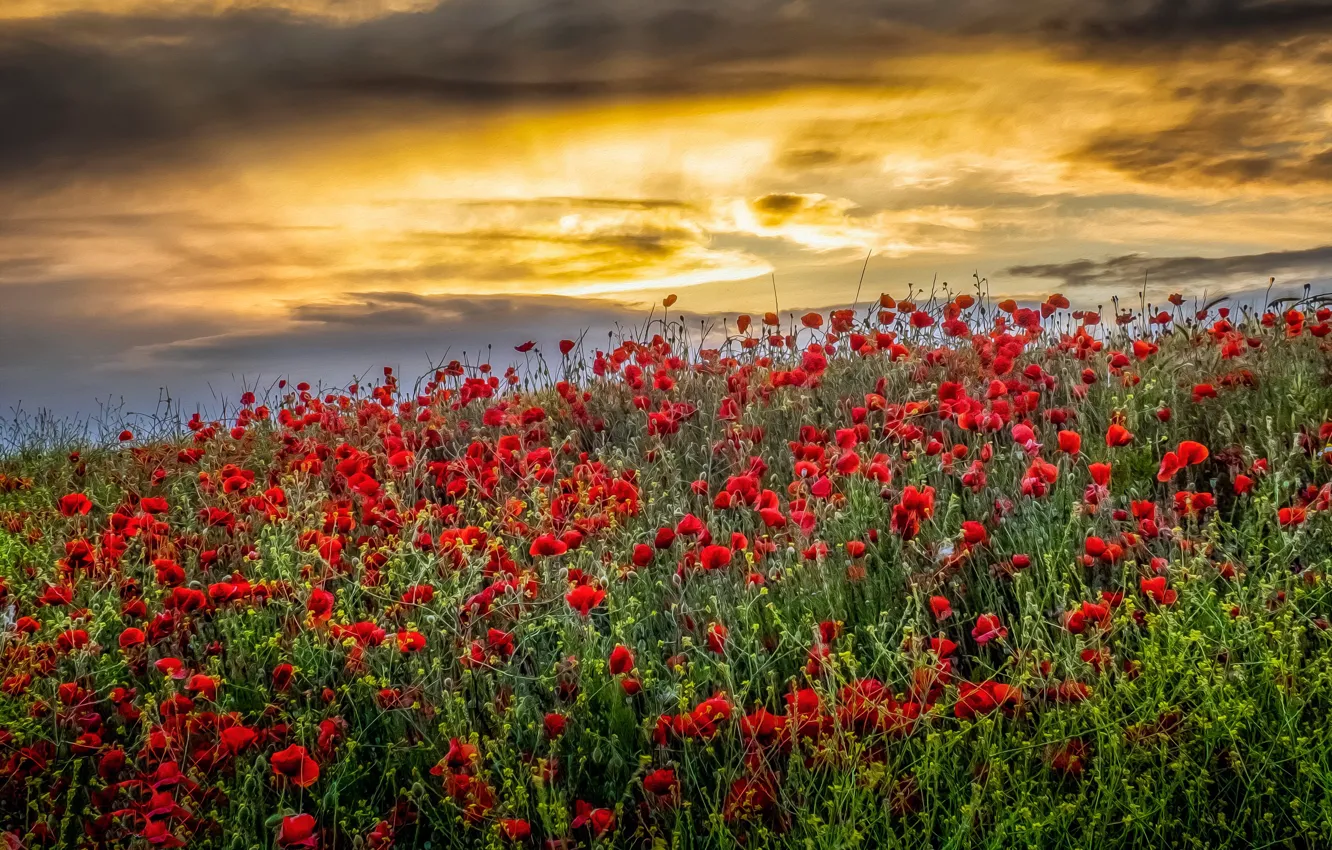 Photo wallpaper field, summer, the sky, Maki