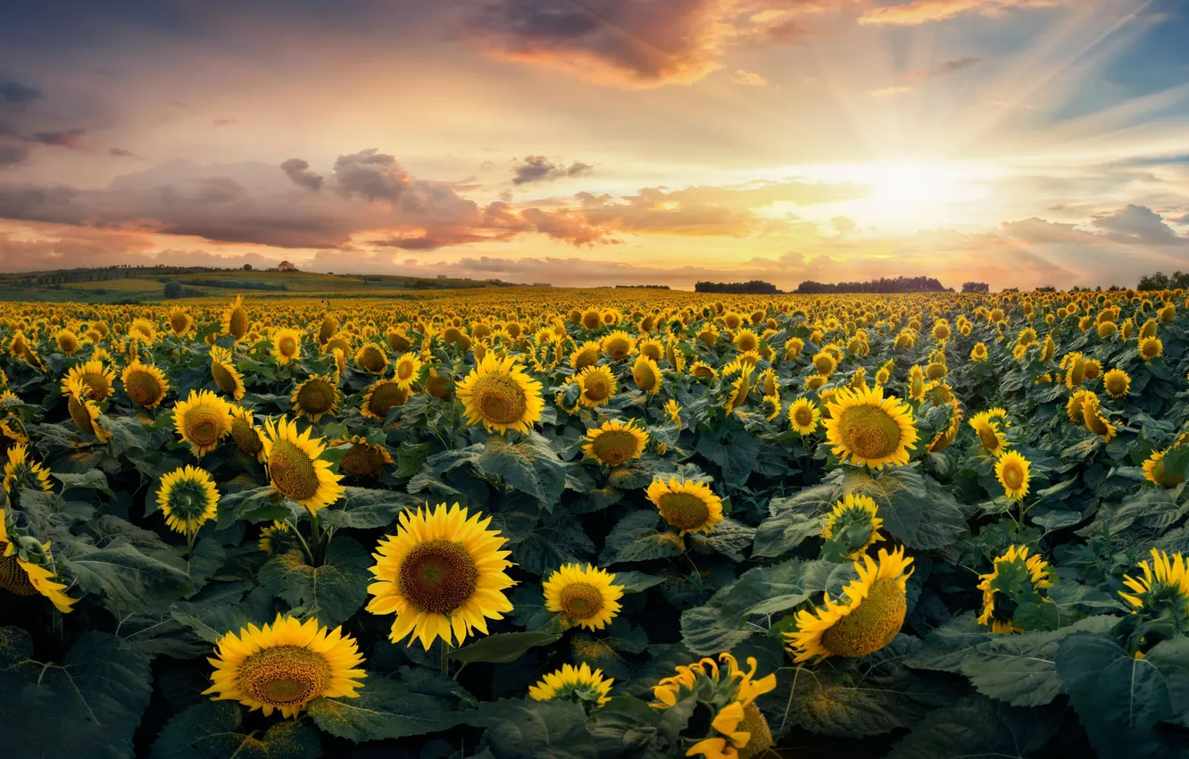 Photo wallpaper field, the sky, clouds, sunflowers, dawn, dal