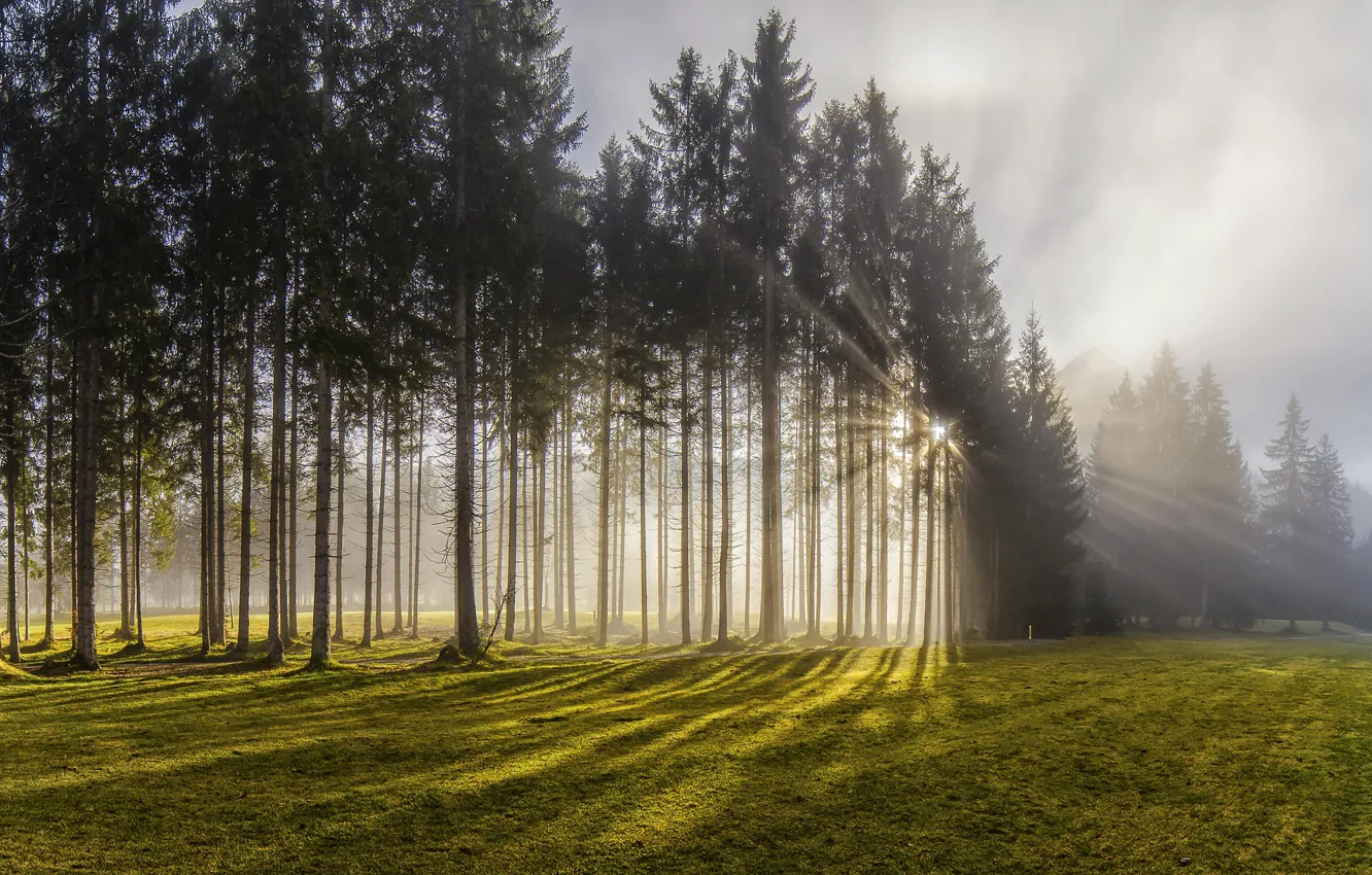 Photo wallpaper forest, the sun, rays, light, trees, nature, fog, Austria