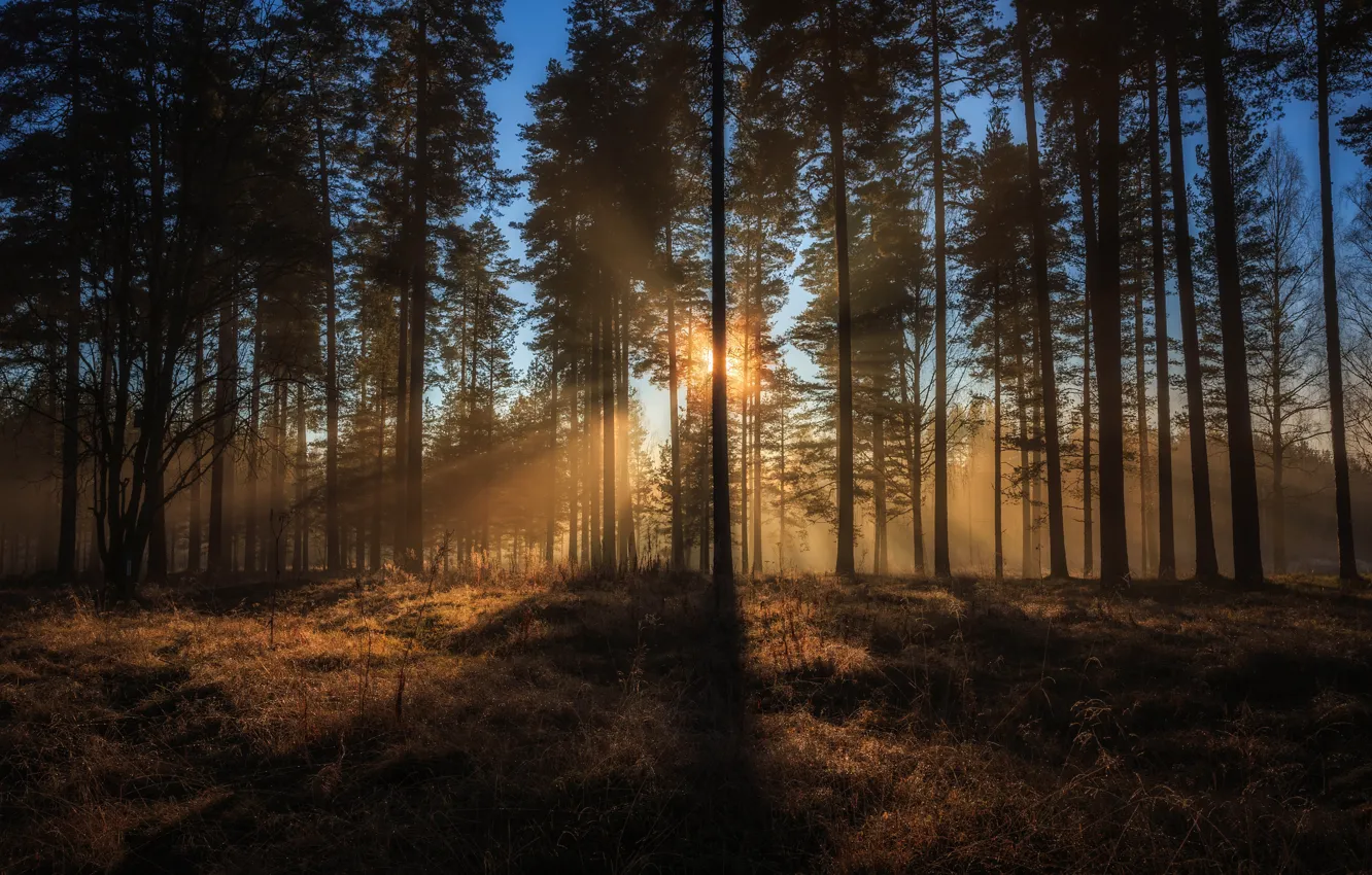 Photo wallpaper forest, trees, Sweden, sunlight
