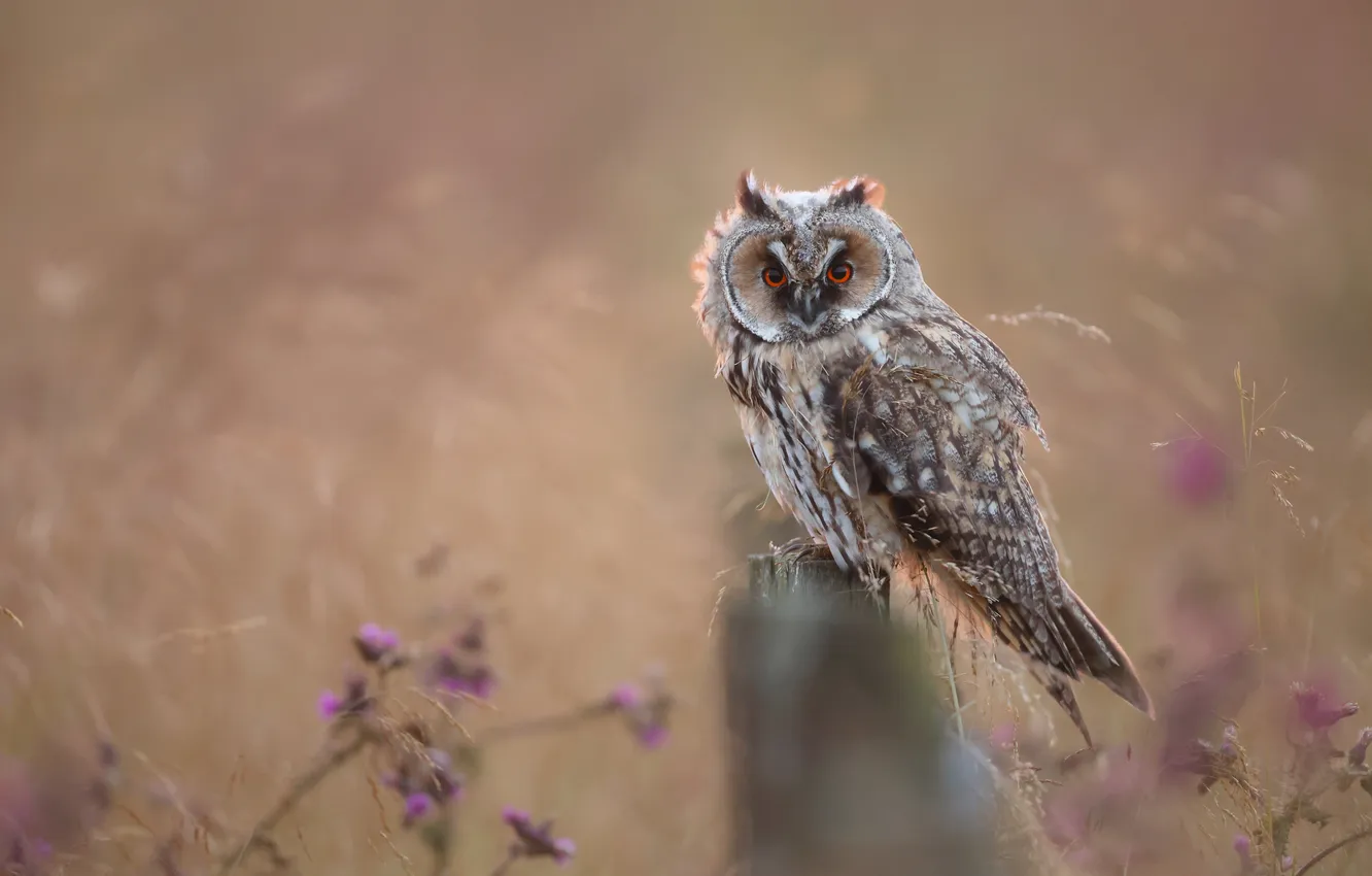 Photo wallpaper flowers, owl, bird, bokeh