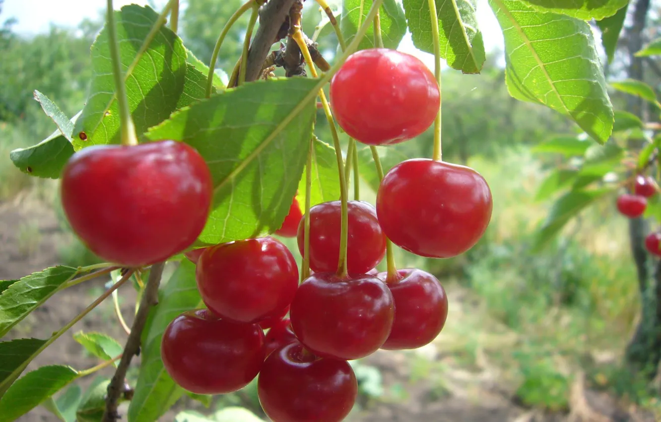Photo wallpaper summer, sunny day, cherry