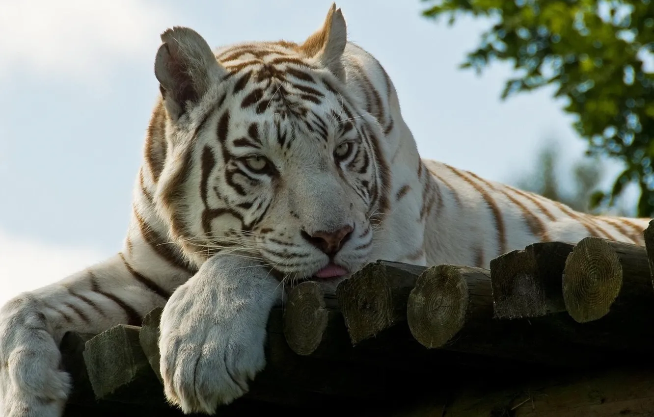 Photo wallpaper language, look, nature, tiger, wool