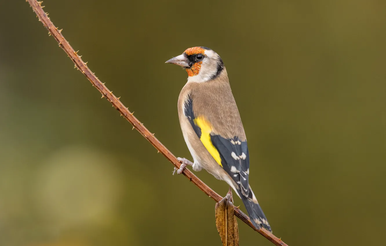 Photo wallpaper bird, branch, goldfinch