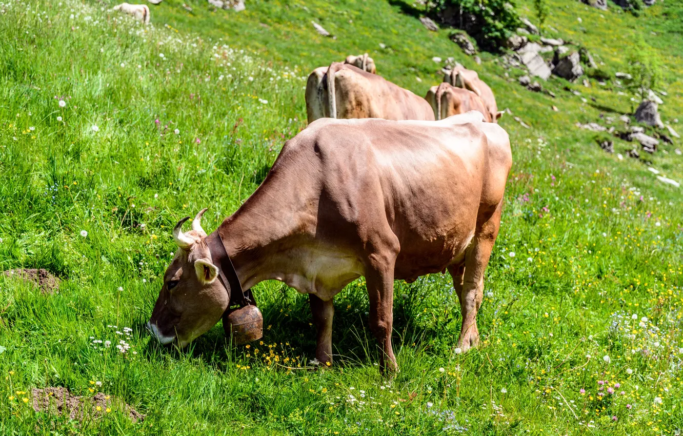 Photo wallpaper Grass, Switzerland, Slope, Animal, Cow