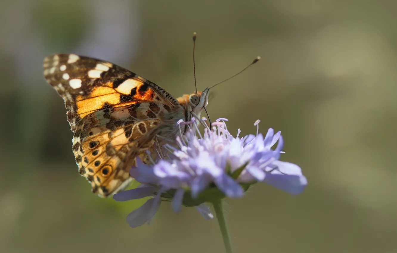 Photo wallpaper flower, butterfly, the painted lady, vanessa cardui