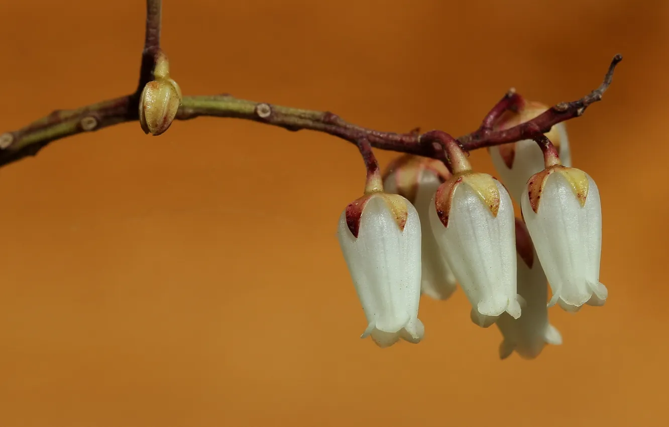 Photo wallpaper flowers, nature, background