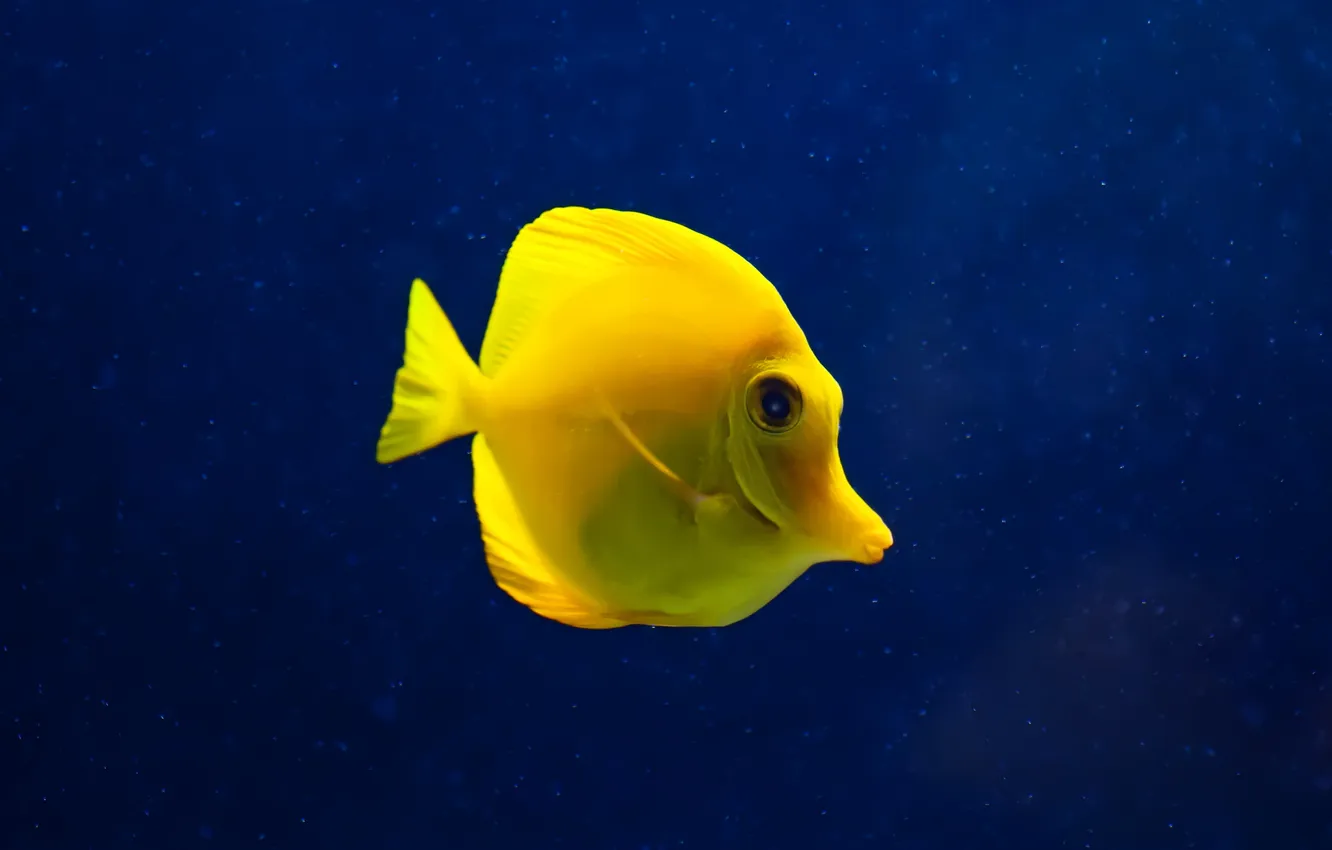 Photo wallpaper sea, water, the ocean, fish, under water, underwater, sea, ocean