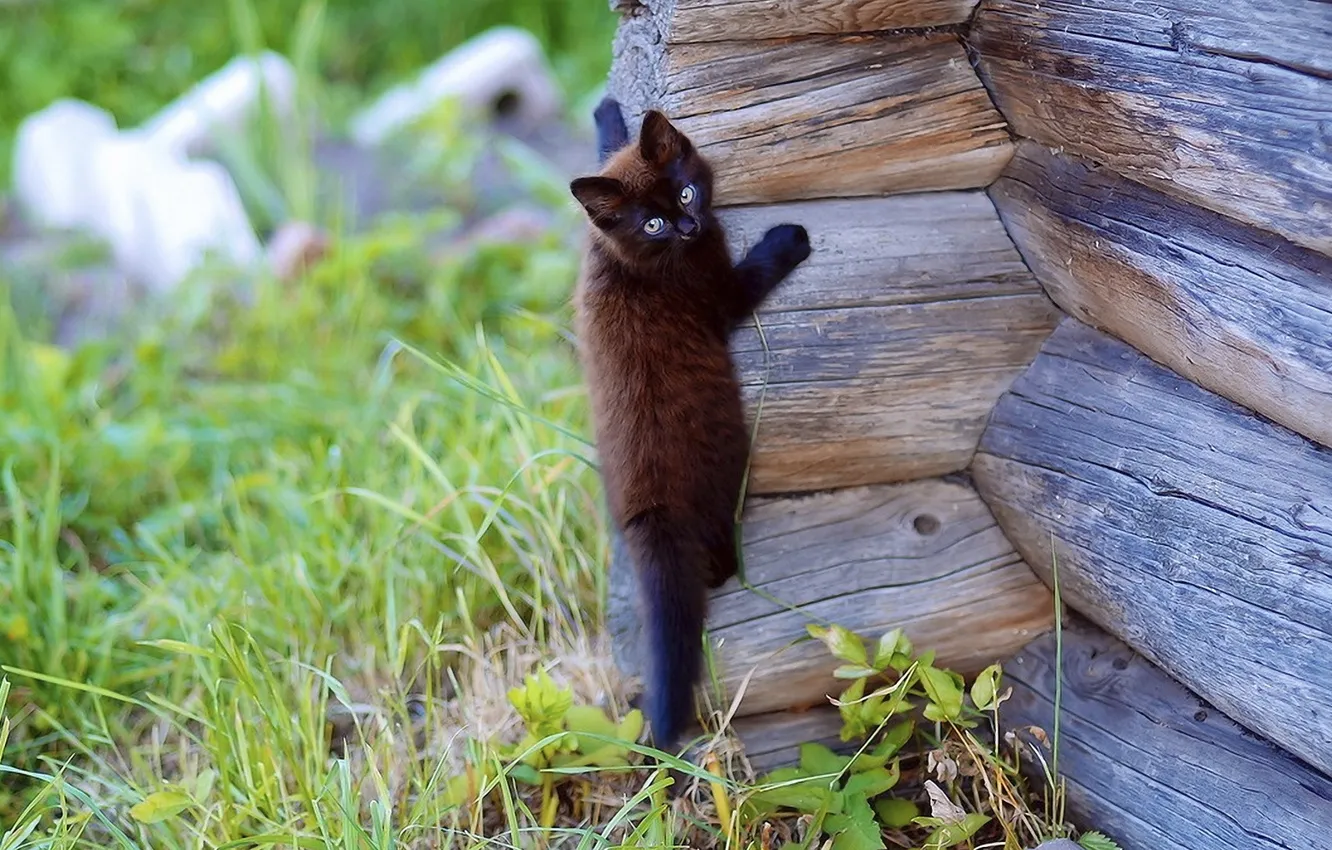 Photo wallpaper cat, cat, trees, wall, Wallpaper, climbs, nature. background