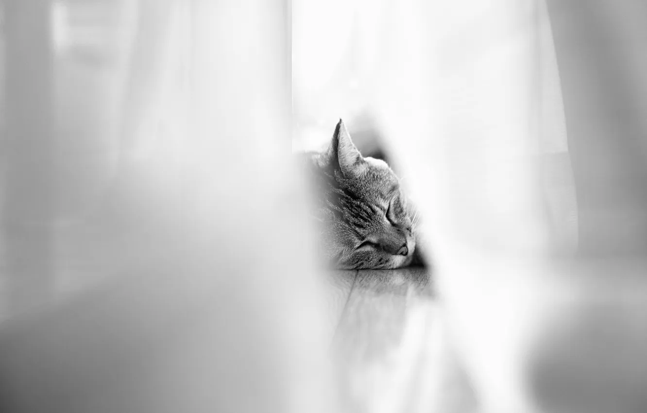 Photo wallpaper cat, cat, animal, sleeping, curtains