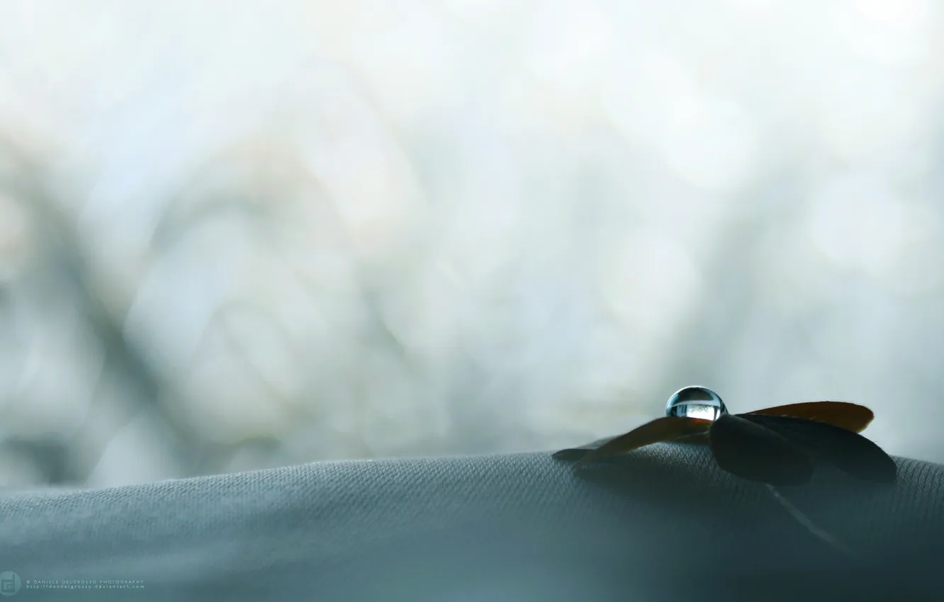 Photo wallpaper leaves, drops, minimalism