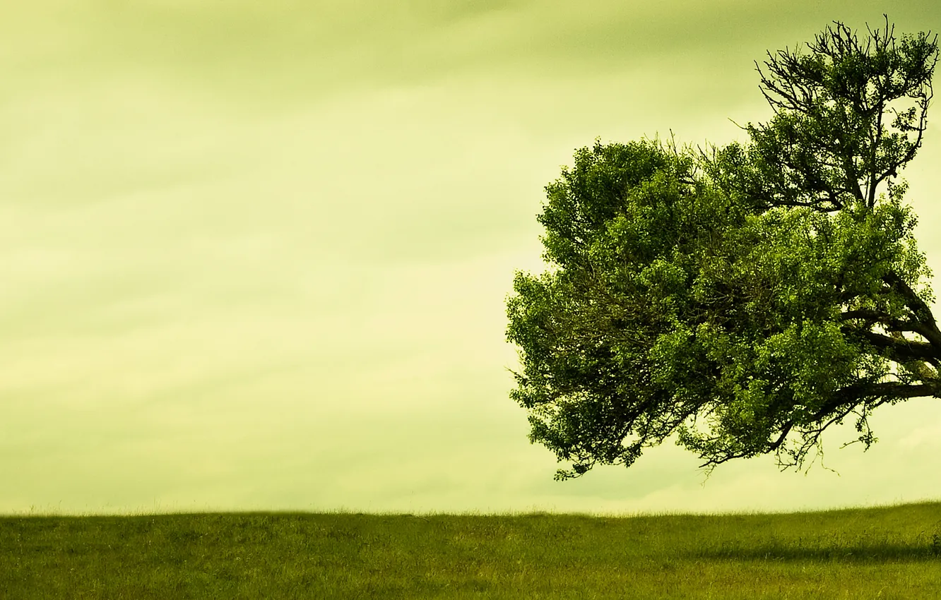 Photo wallpaper greens, field, grass, trees, nature, photo, panorama