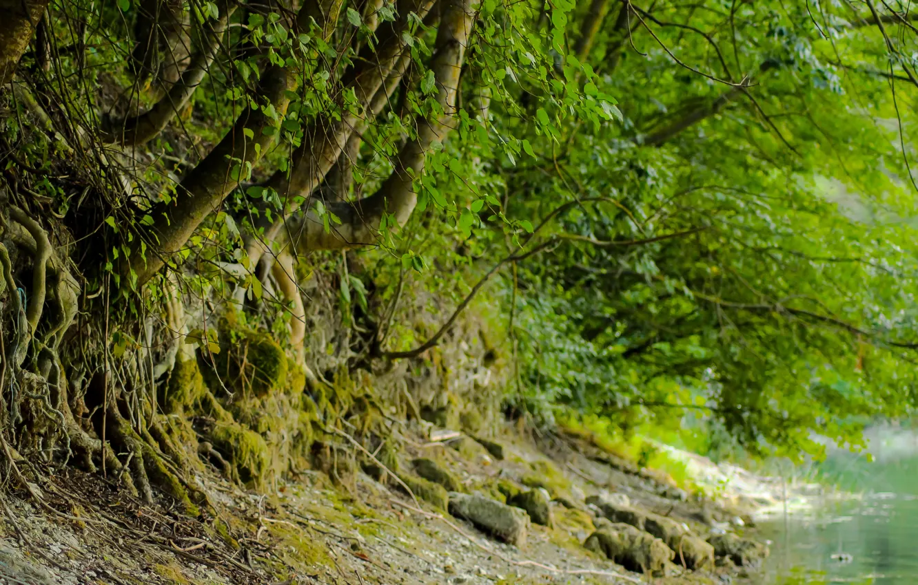 Photo wallpaper forest, water, trees, roots, stones, shore, surf