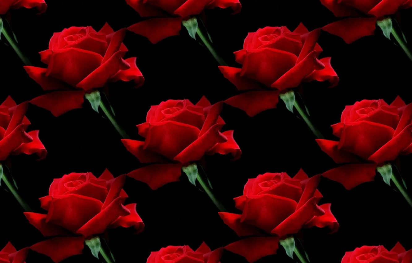 Photo wallpaper flowers, background, roses, texture