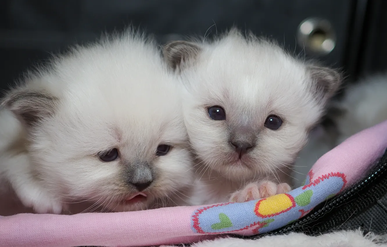 Photo wallpaper language, cat, look, pose, baby, kitty, face, a couple