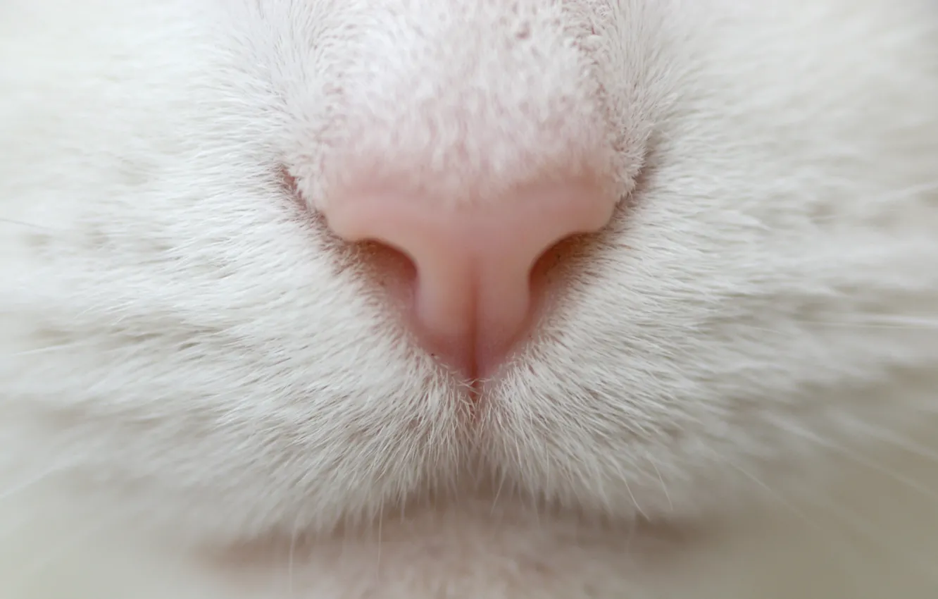 Photo wallpaper white, cat, mustache, macro, nose, macro